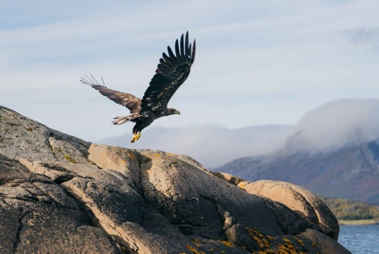 Croisière safari dans le Trollfjord